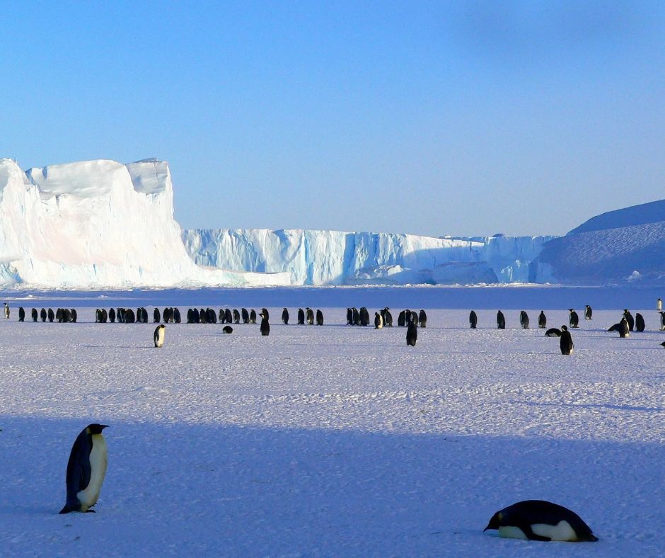 Antarctic Center New Zealand – Explore the fascinating exhibits and unique experiences at the Antarctic Center in Christchurch, showcasing the history, wildlife, and science of Antarctica, New Zealand group tour from Goa